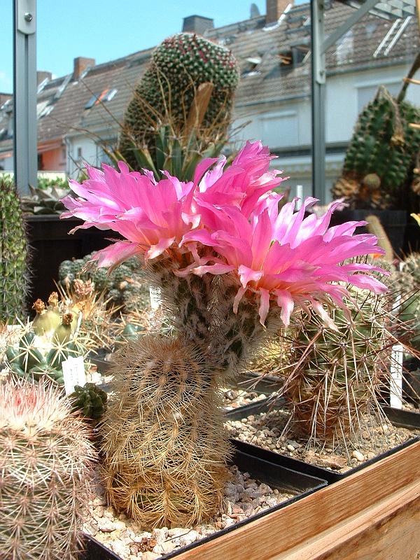 Echinocereus reichenbachii_1.JPG